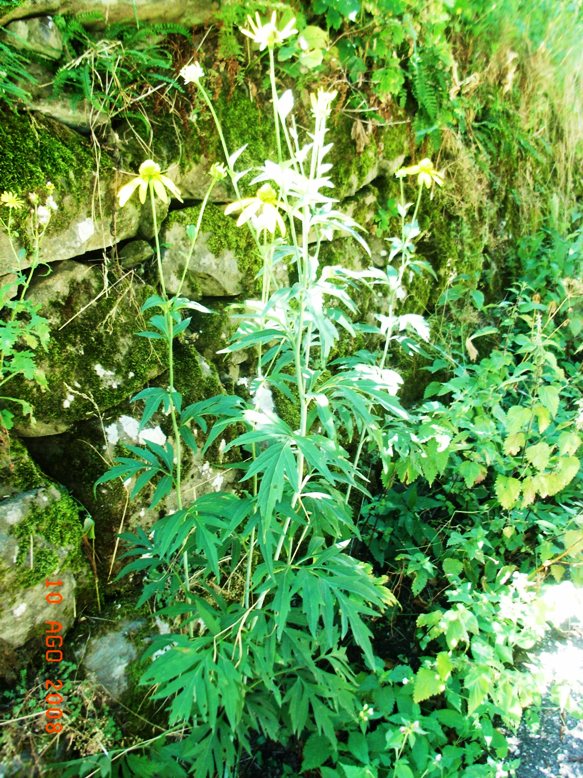 Rudbeckia laciniata